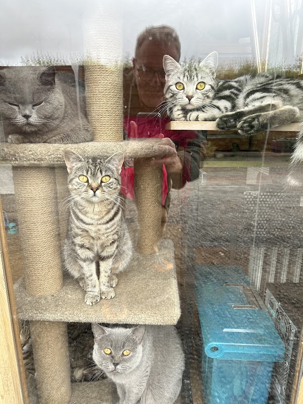 Acorn Cattery