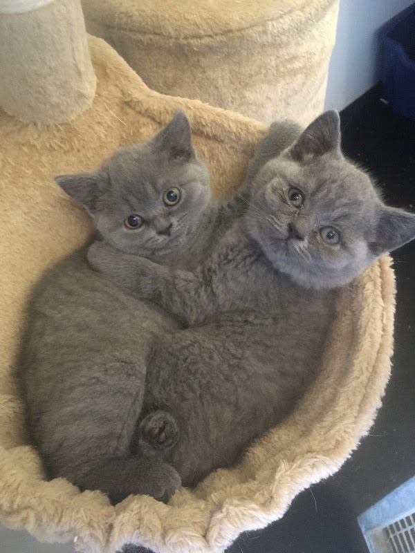 Acorn Cattery photo 2