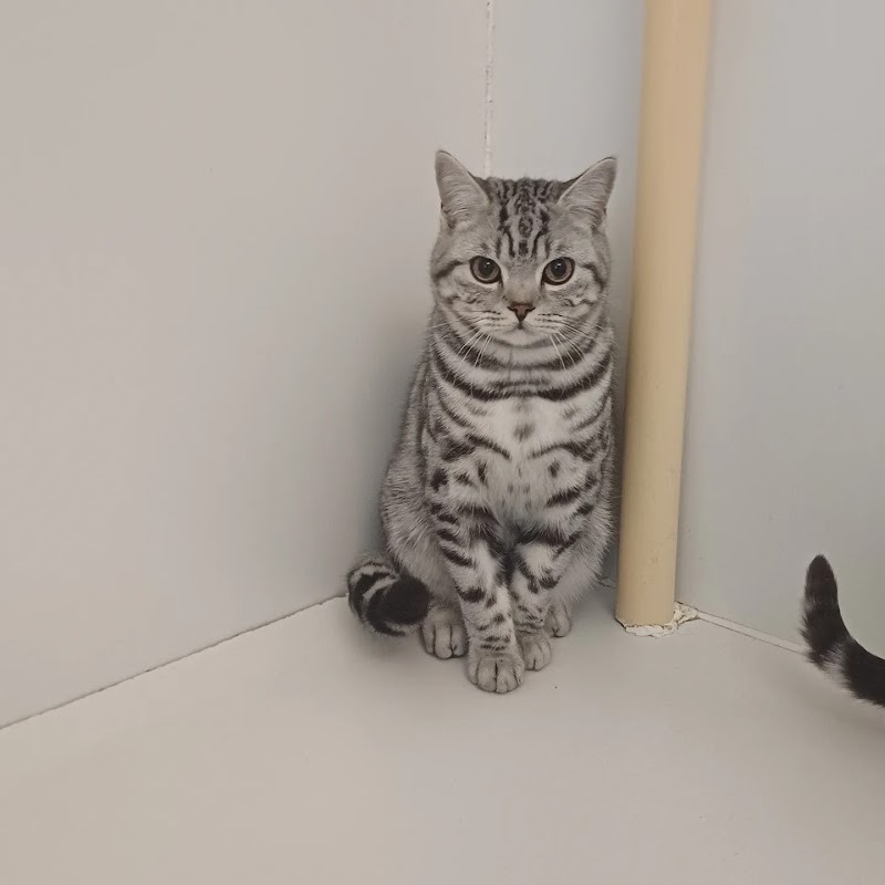 Acorn Cattery photo 1