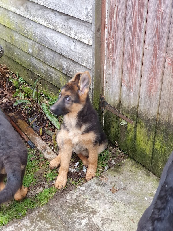 Jutone & Felsental German Shepherds