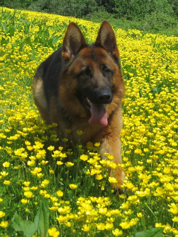 Jutone & Felsental German Shepherds photo 3