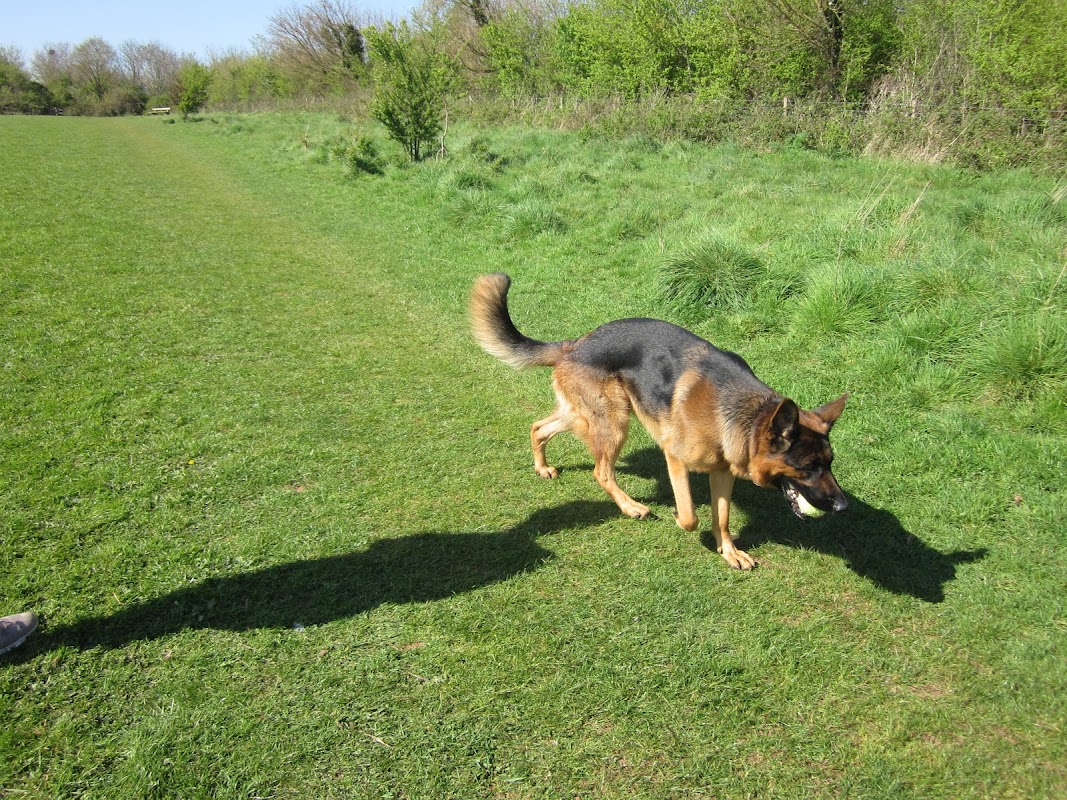 Jutone & Felsental German Shepherds photo 2