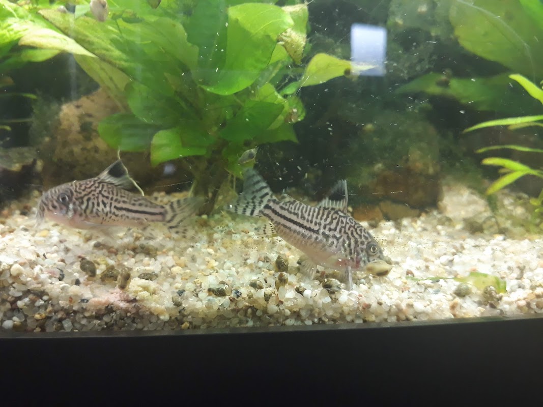 Koi-Joy photo 1