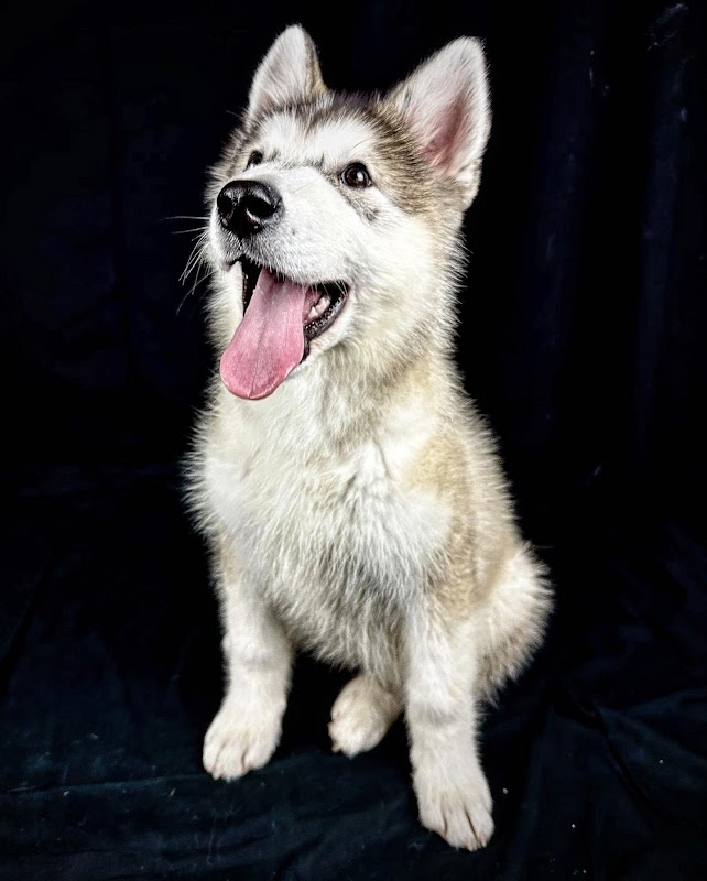 Bartletts Kennels photo 1