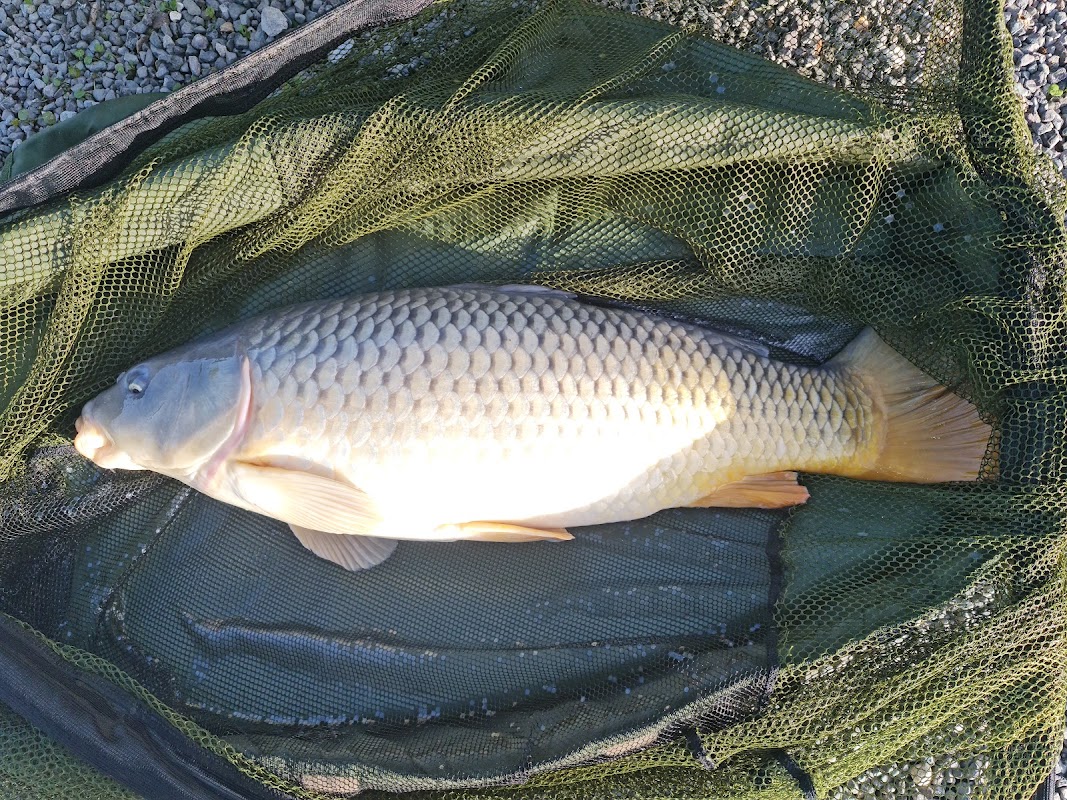 Hawkhurst Fish Farm photo 2