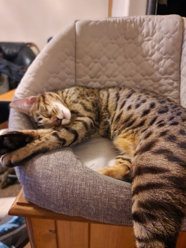 Fernlea Cattery