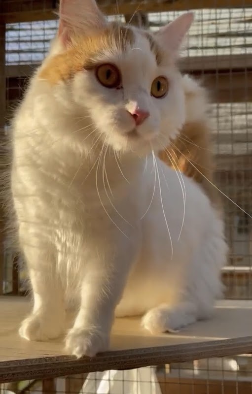 Fernlea Cattery photo 3