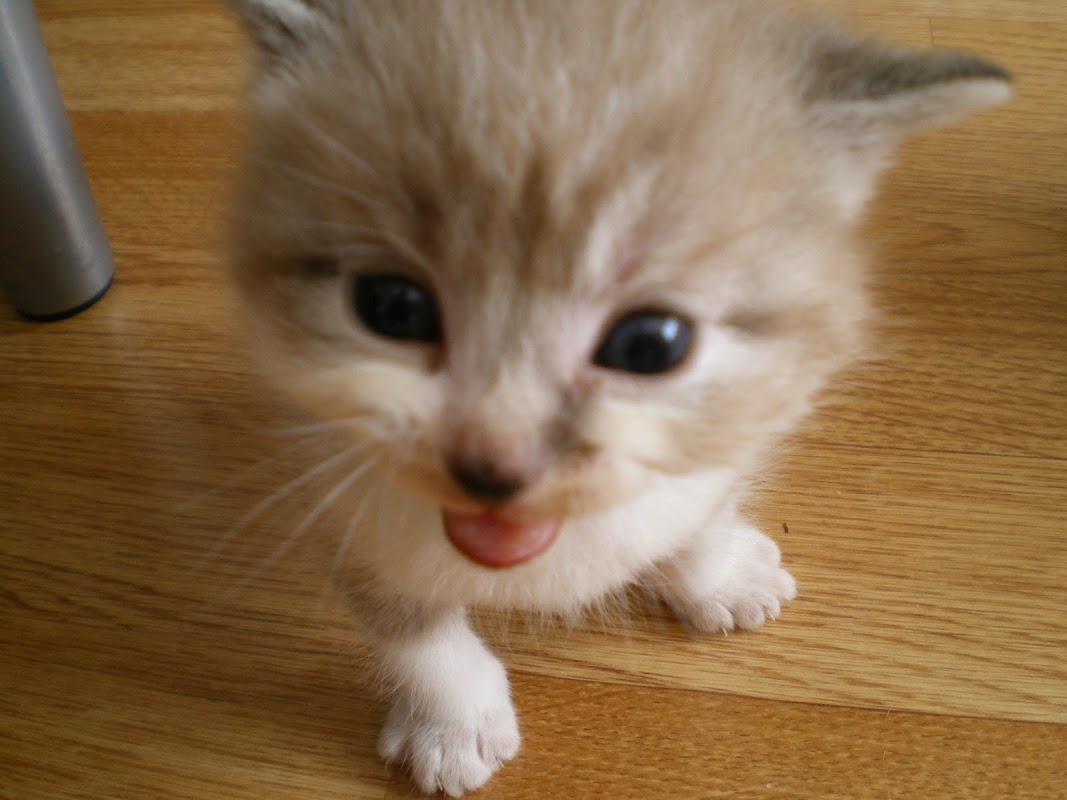 Fernlea Cattery photo 2