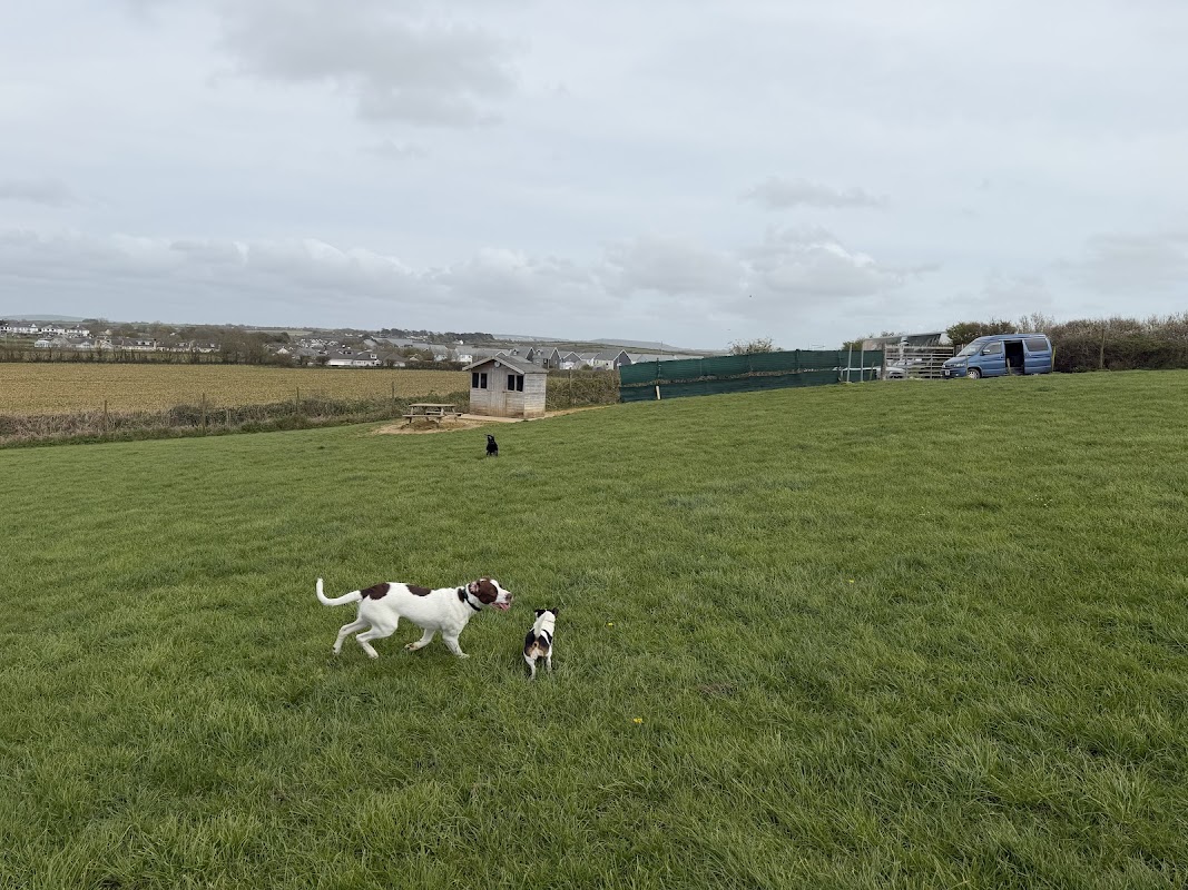 Chapel Farms Secure Dog Paddock Newquay photo 2