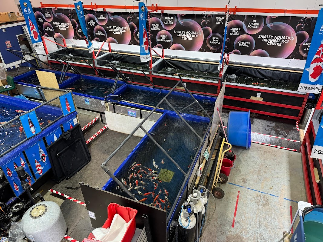 Shirley Aquatics - Japanese Koi Centre