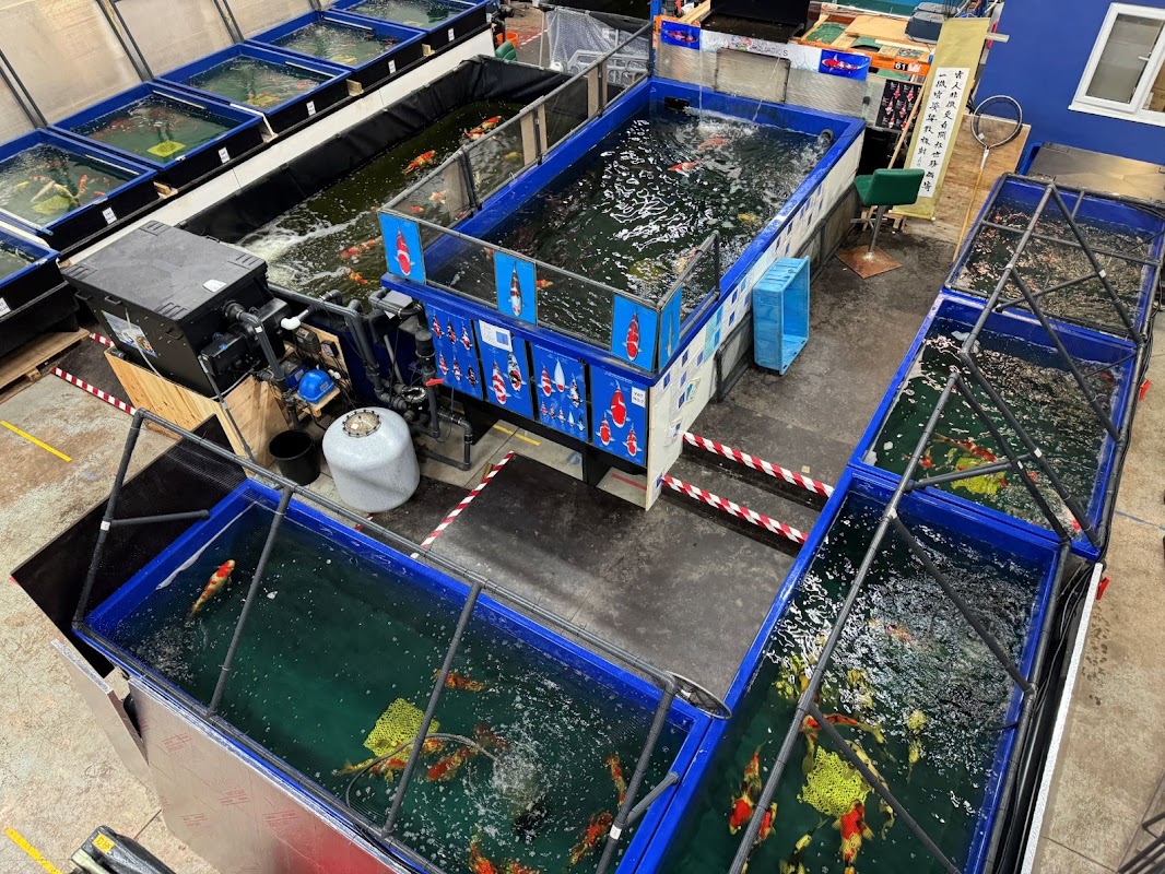 Shirley Aquatics - Japanese Koi Centre photo 2