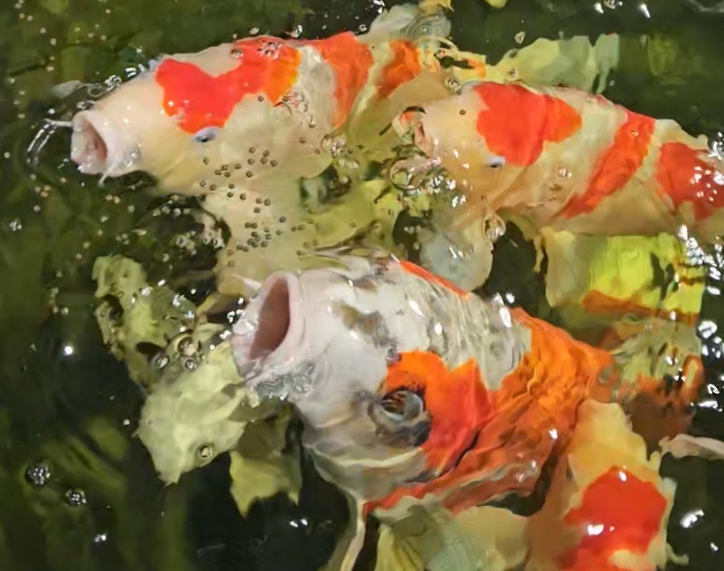 Shirley Aquatics - Japanese Koi Centre photo 3
