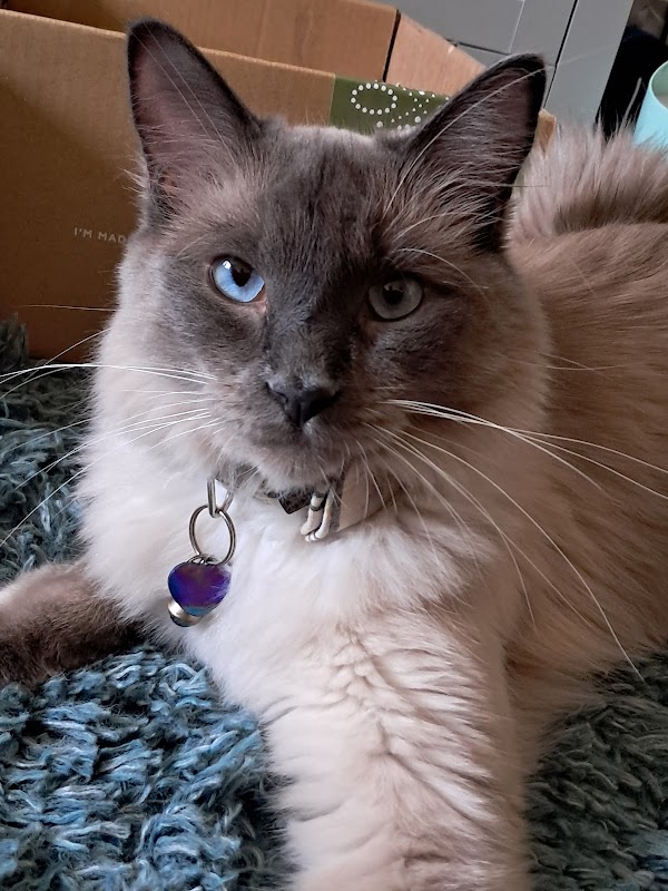 Pype Hayes Cattery