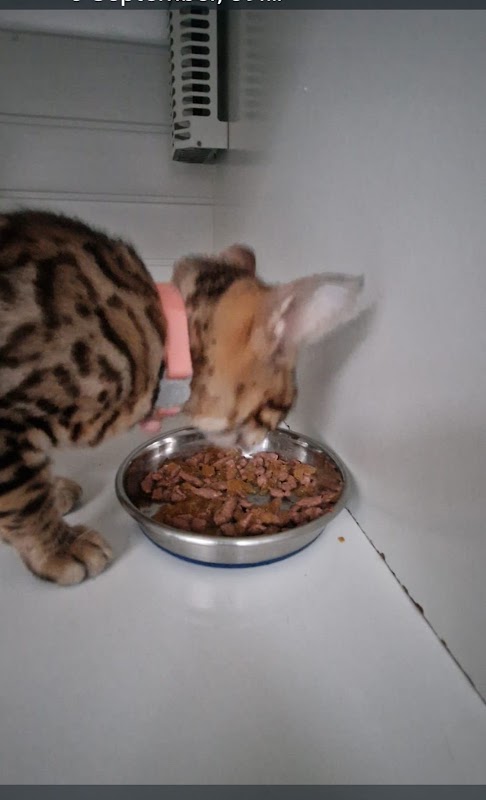 Pype Hayes Cattery photo 3