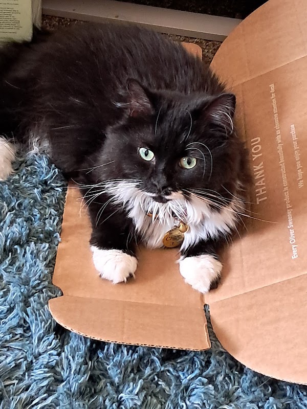 Pype Hayes Cattery photo 2
