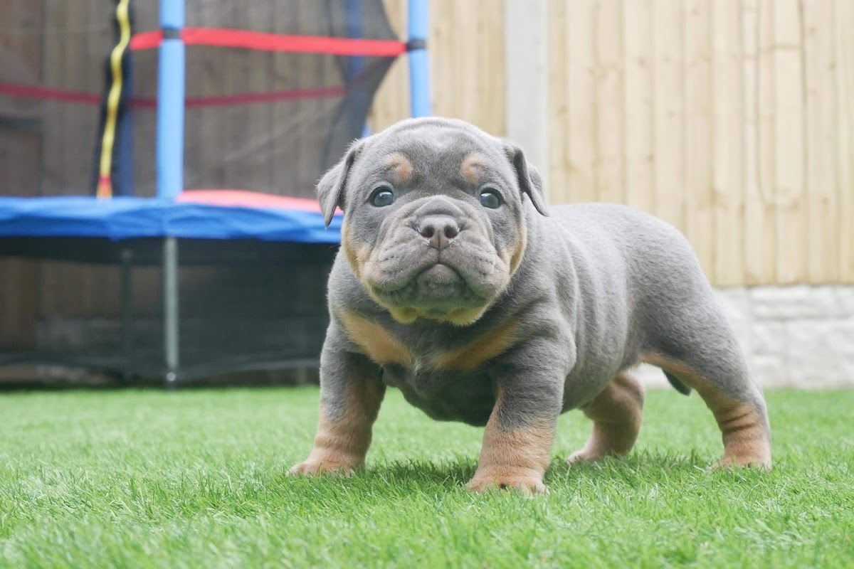 Cuckoo K9 Stud Dogs photo 2