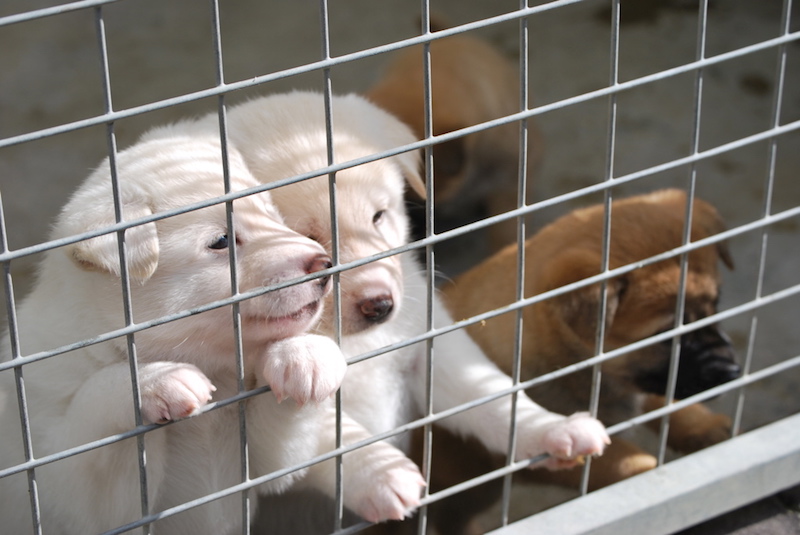 Overhill Kennels & Exports photo 3