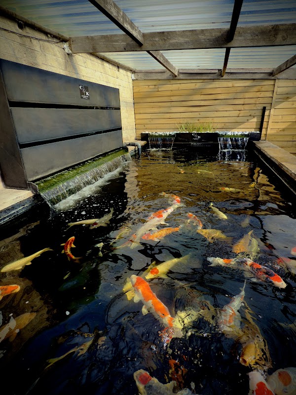 Colbie Koi Of Sheffield photo 1