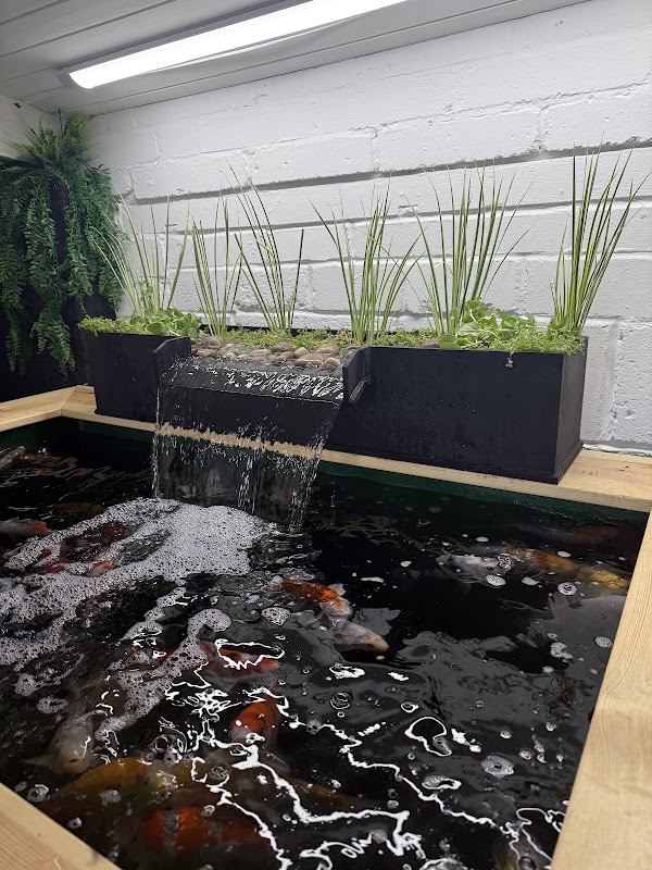 Colbie Koi Of Sheffield photo 3