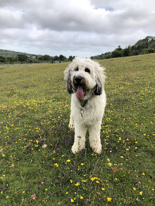 Findon Dog Field — breeder photo