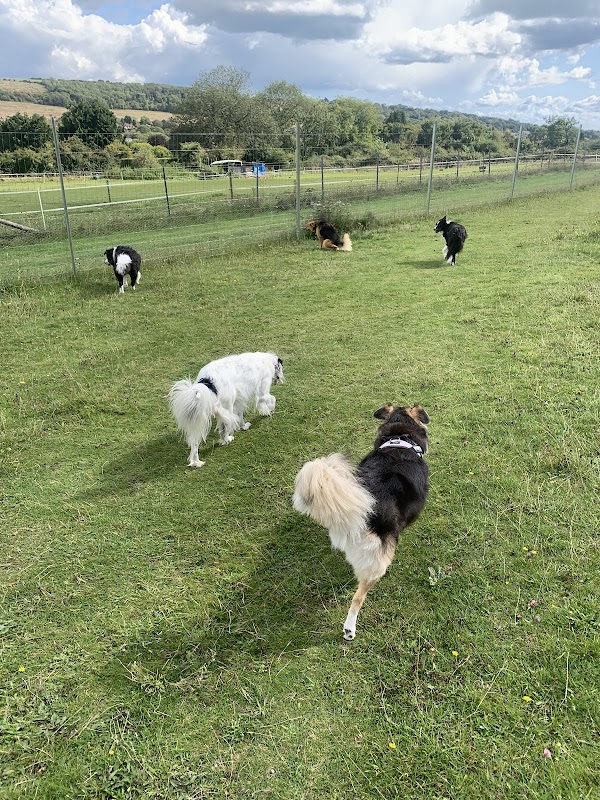 Findon Dog Field photo 1