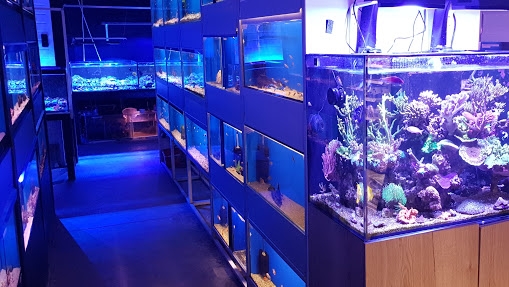 Clearly Aquatics Koi & Aquarium Supplies photo 3