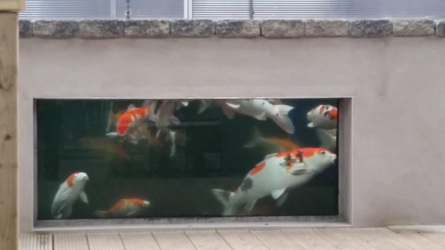Clearly Aquatics Koi & Aquarium Supplies photo 2
