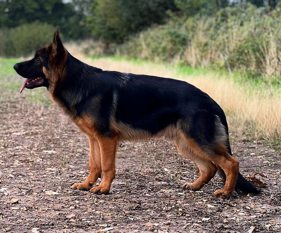 Sagaro GSD Kennels