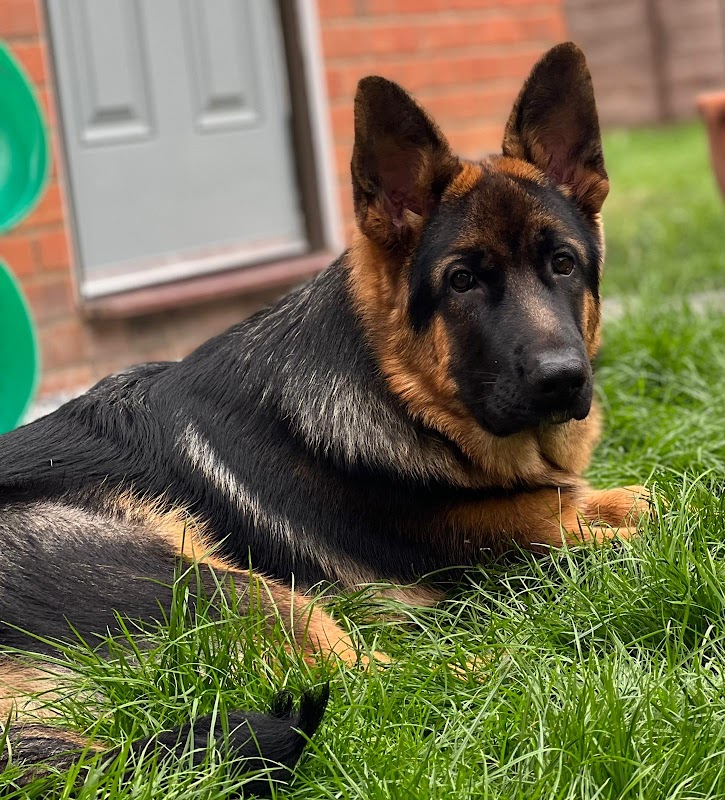 Sagaro GSD Kennels photo 2