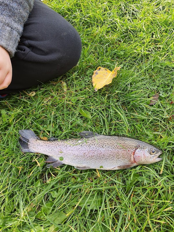 Brookleas Fish Farm photo 1