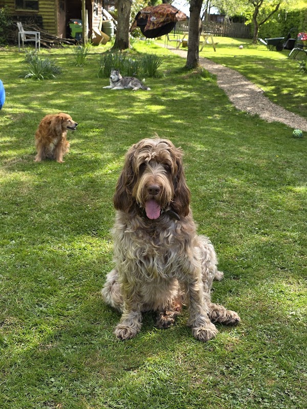 Doggy Day and Nightcare photo 3