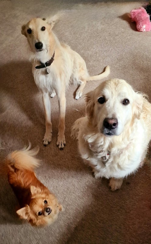 Doggy Day and Nightcare photo 2