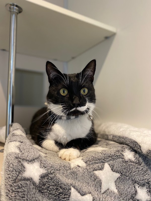 Smart Cats Cattery photo 1