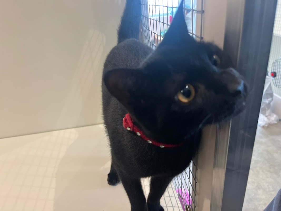 Smart Cats Cattery photo 3