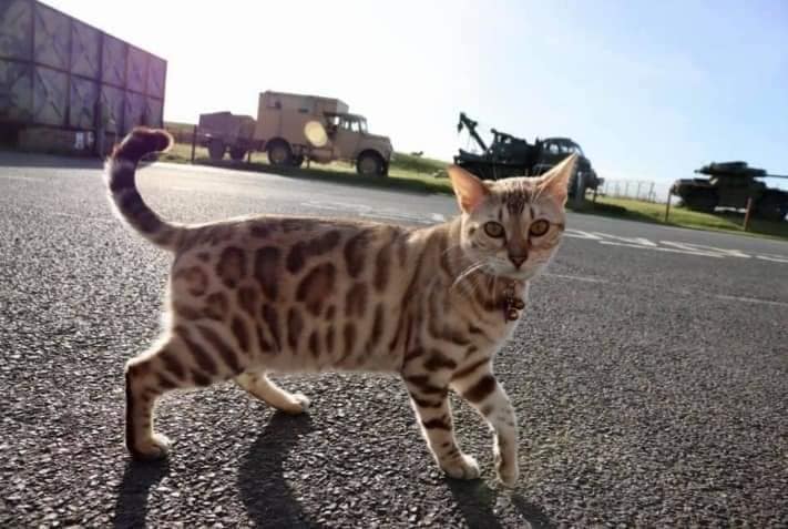 Serendipity Bengals