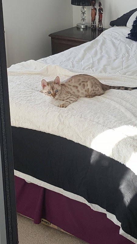 Serendipity Bengals photo 2