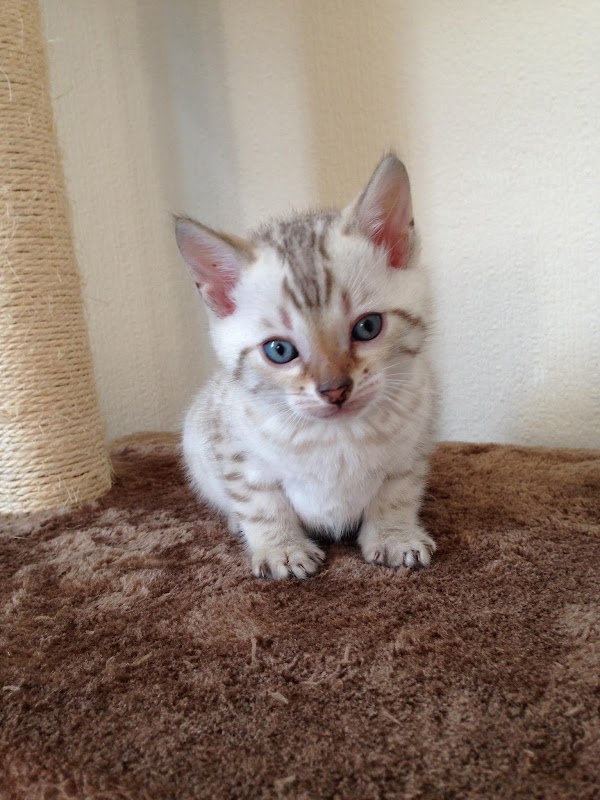 Serendipity Bengals photo 3