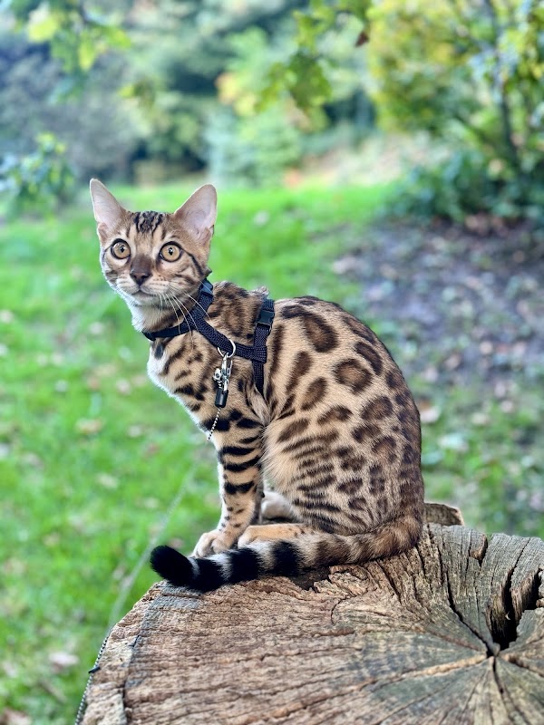 Dreamstone Bengals
