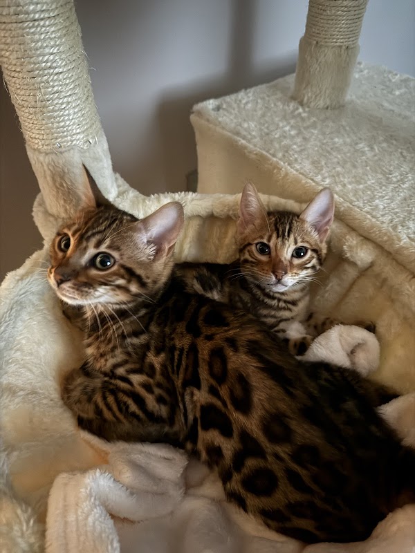 Dreamstone Bengals photo 2
