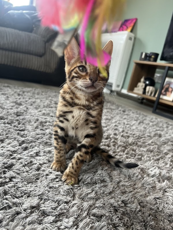 Dreamstone Bengals photo 3