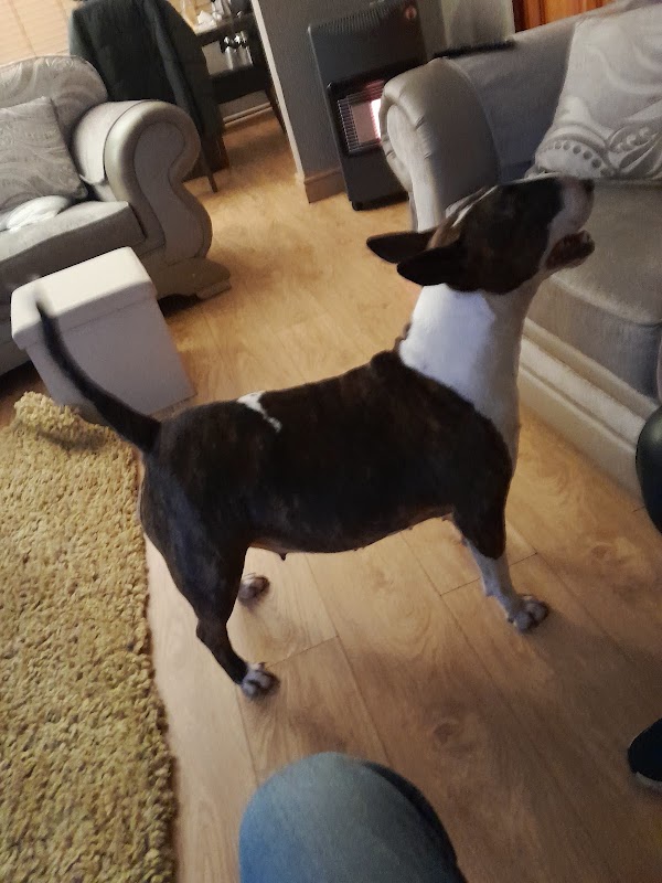 Starcinco Bull Terriers photo 3