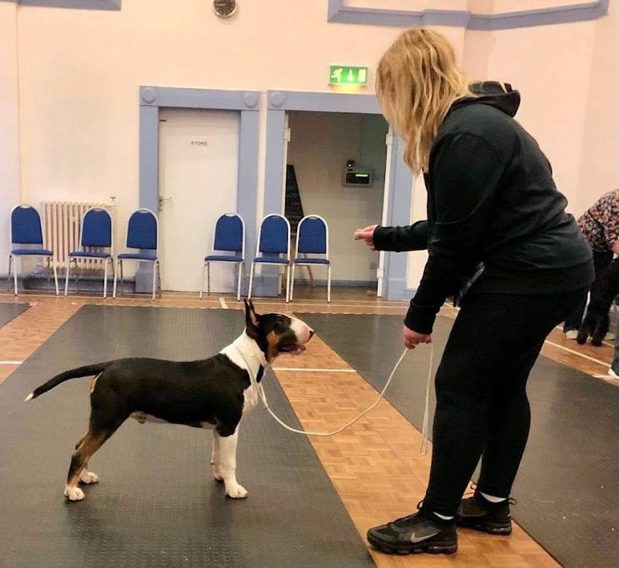 Starcinco Bull Terriers photo 2