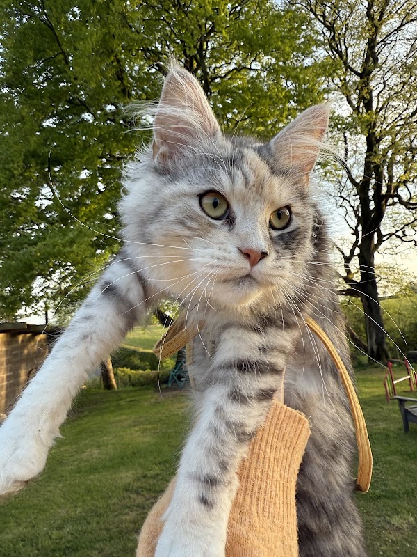 ANDERPRIDE Maine coons