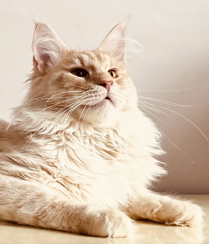 ANDERPRIDE Maine coons photo 2