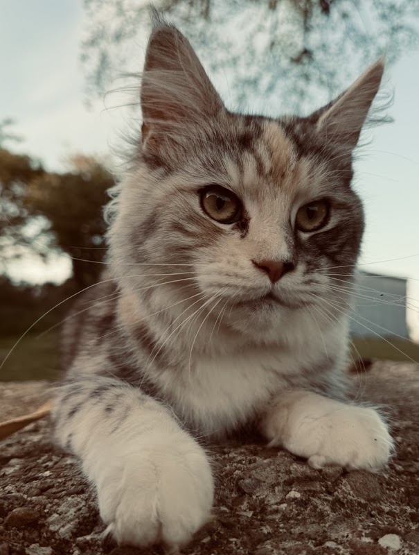 ANDERPRIDE Maine coons photo 3