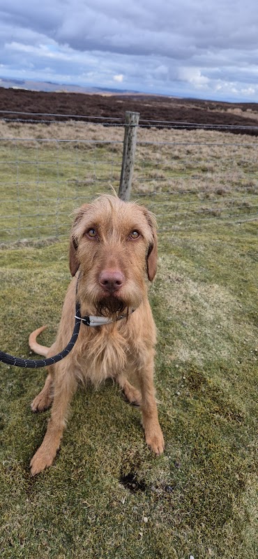 Daletoft Gun Dogs