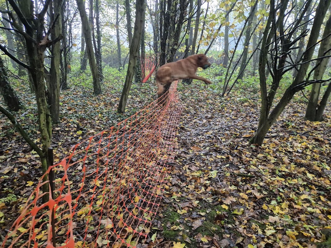 Daletoft Gun Dogs photo 3