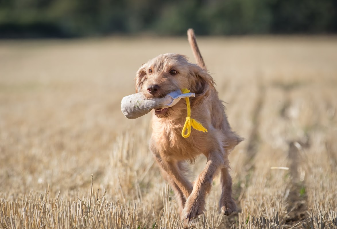 Daletoft Gun Dogs photo 1