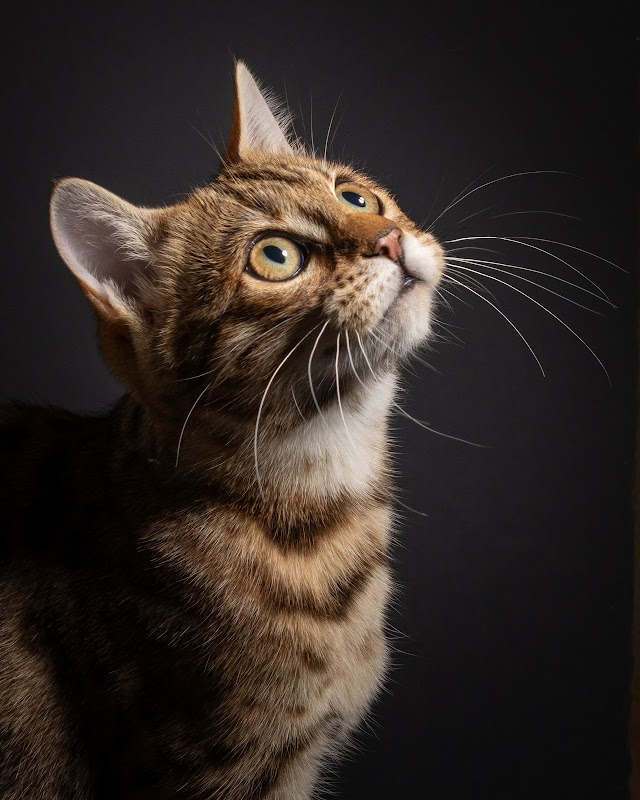 Arkadian Bengals