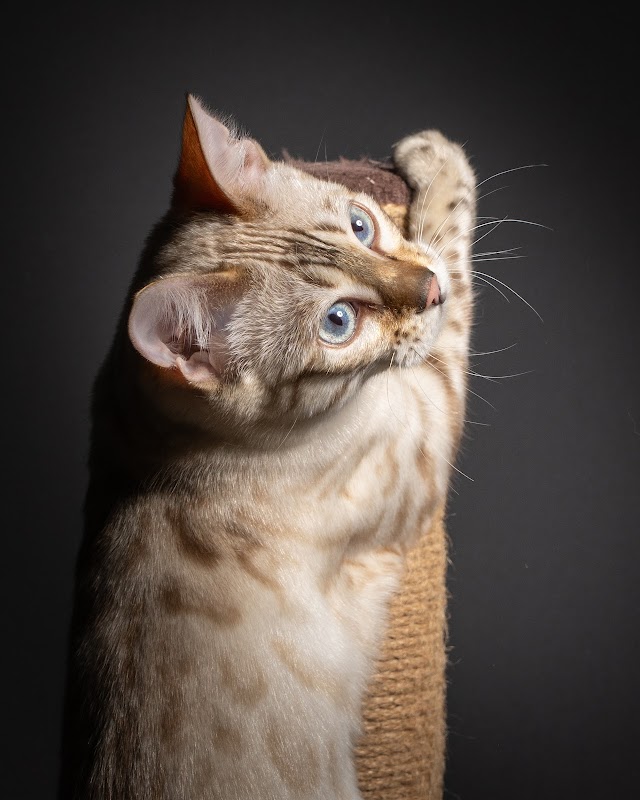 Arkadian Bengals photo 3